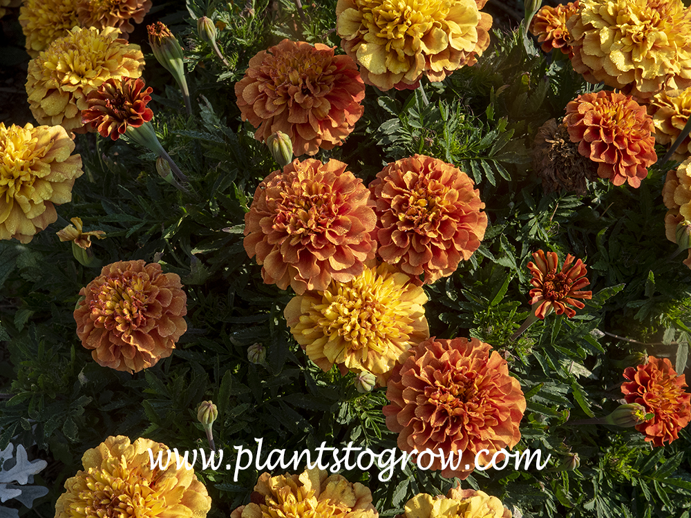 'Strawberry Blonde' Marigold' (Tagetes Patula) | Plants To Grow Plants ...